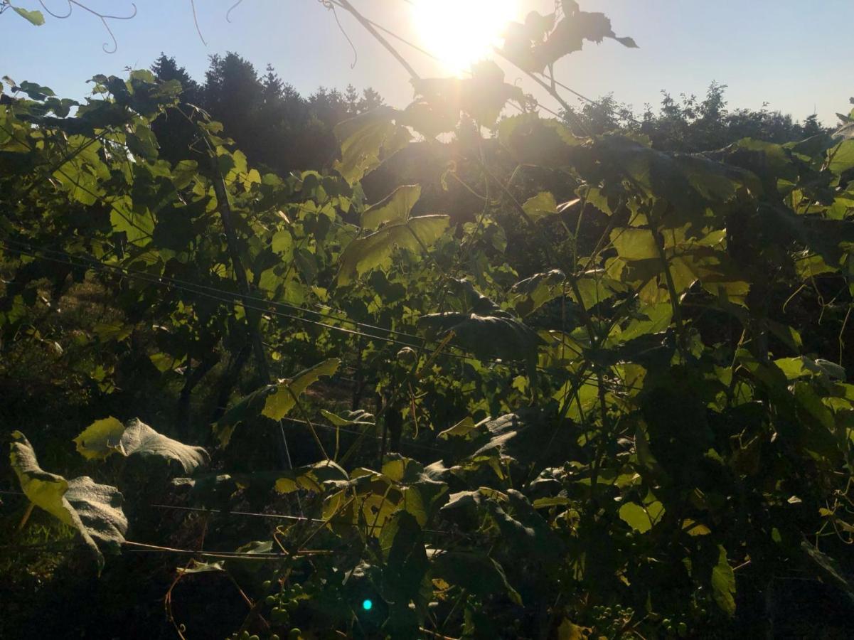 Winzerhaeuschen Kern Διαμέρισμα Fehring Εξωτερικό φωτογραφία